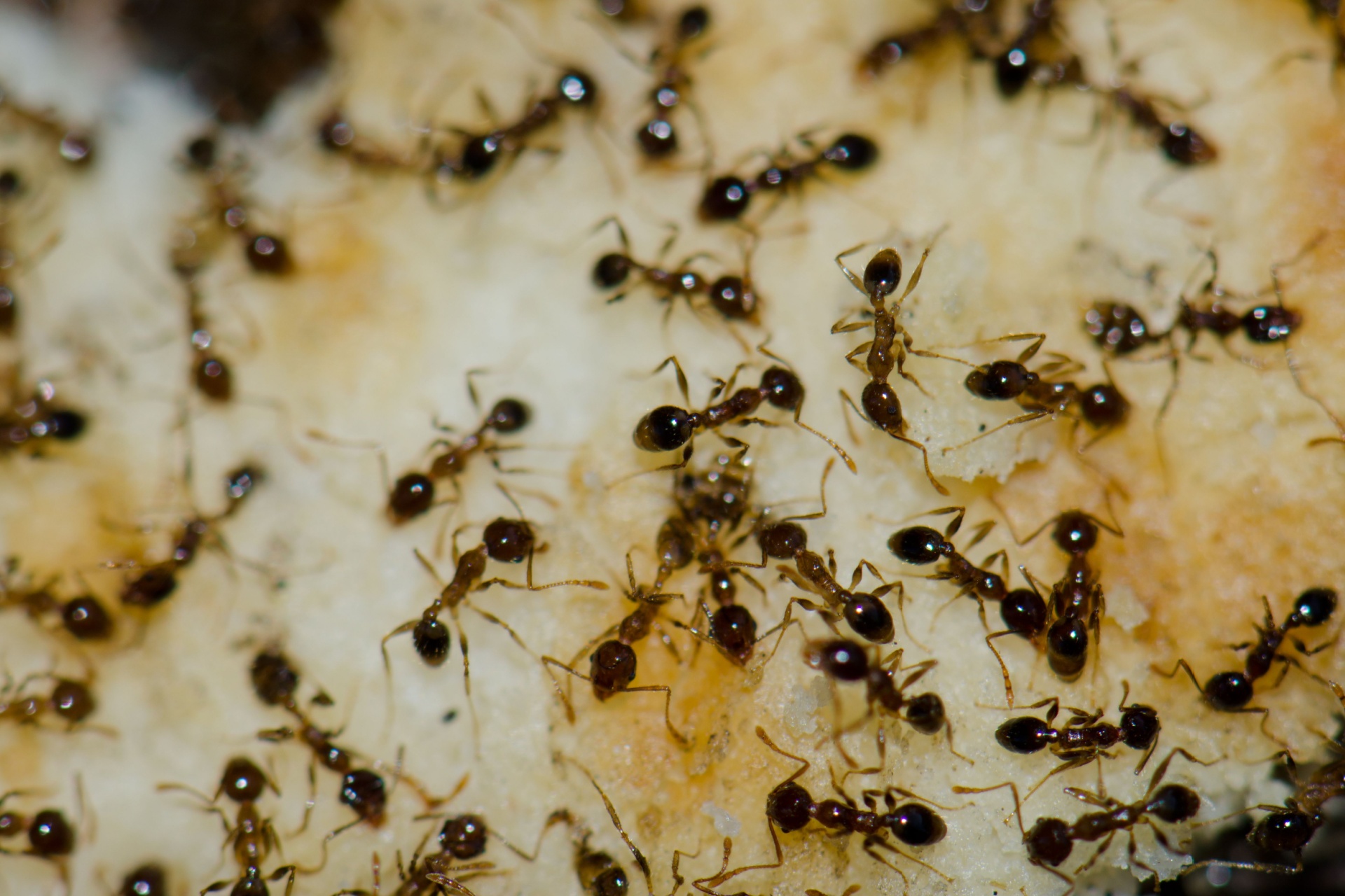 Who’s the Best Pest Control Company for Getting Rid of Ants in Las Vegas, NV?