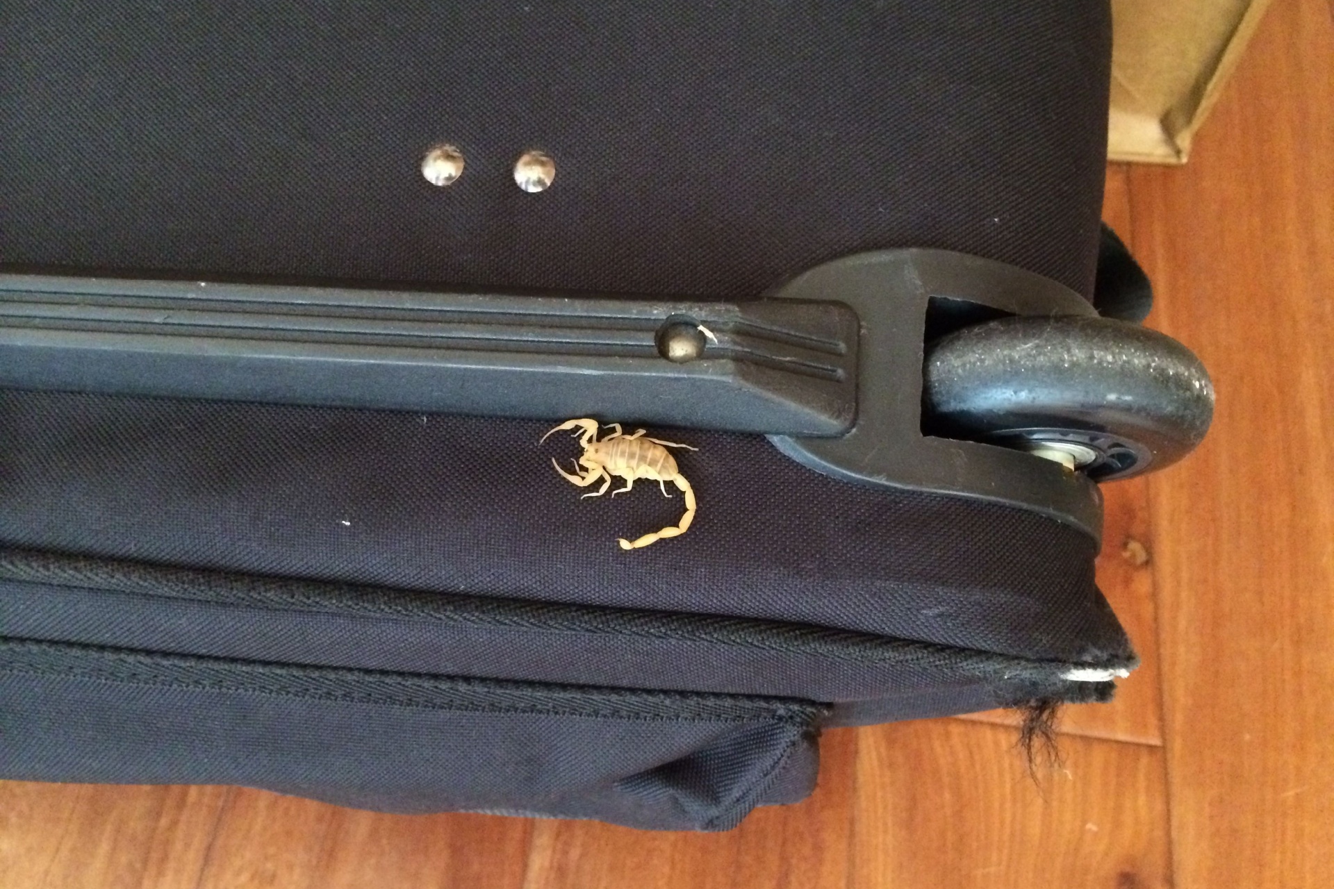 Scorpion Control Experts in Las Vegas, NV