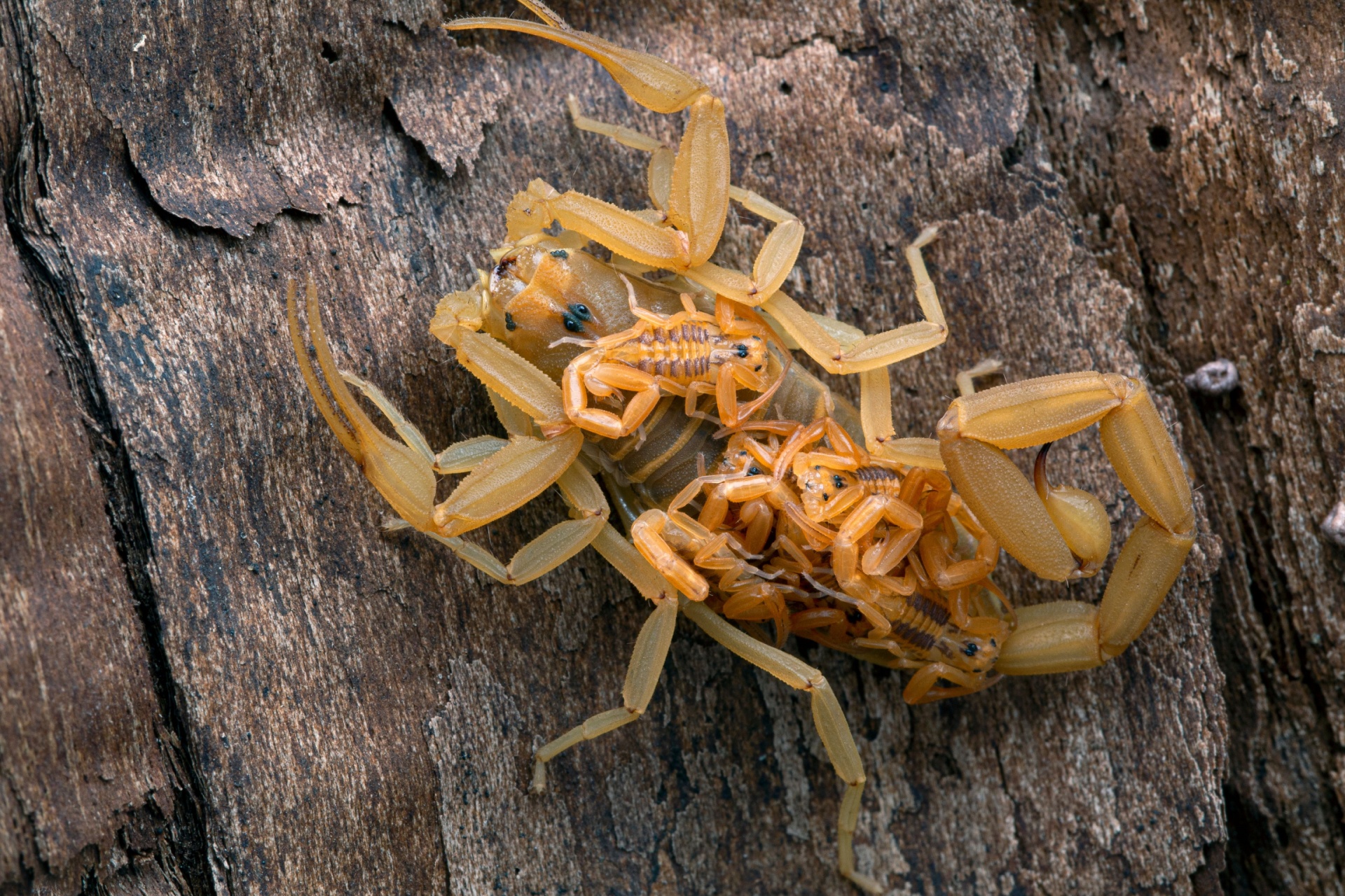Who’s the Best Exterminator for Getting Rid of Scorpions in Henderson, NV?