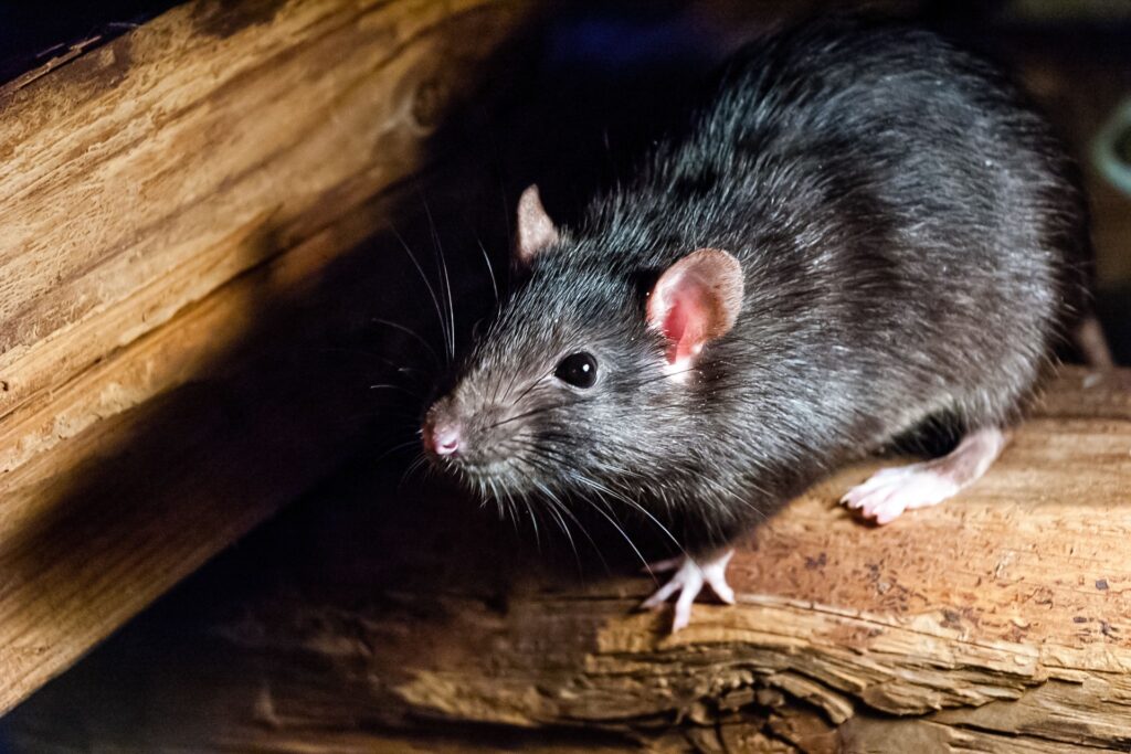 Prime Pest Control: Top Choice for Rodent Control in Las Vegas, NV