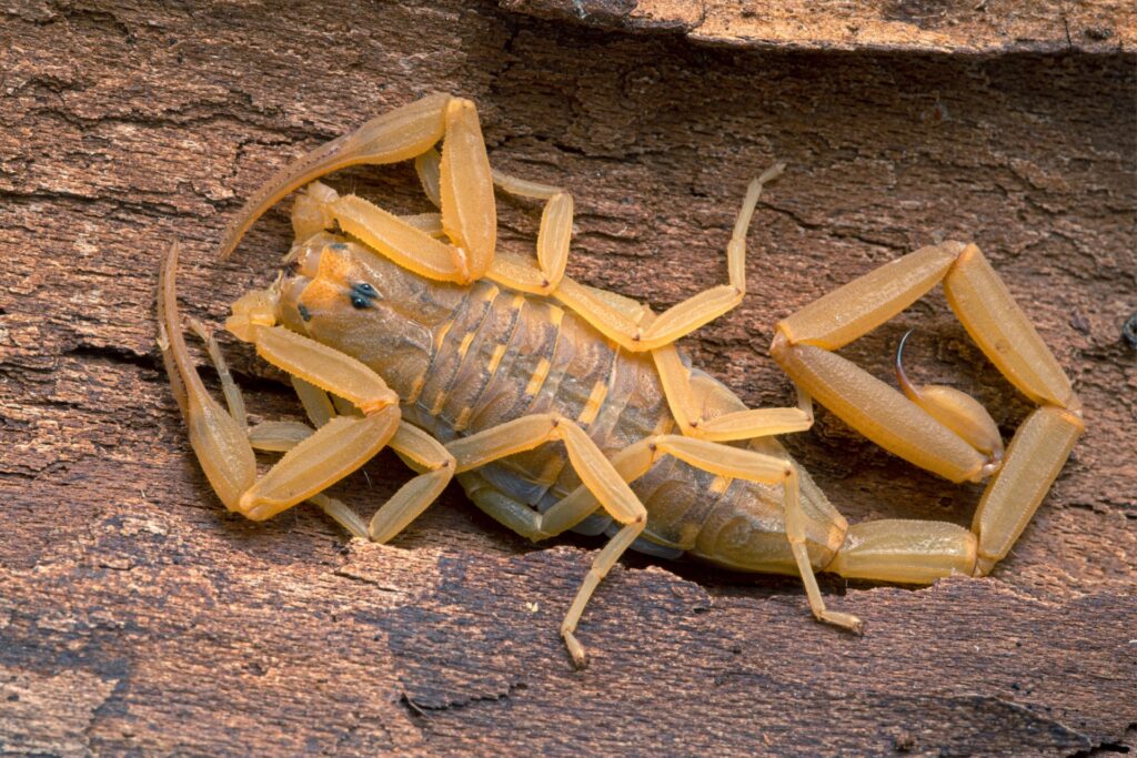 Are Scorpions a Problem for Business Owners in Las Vegas?