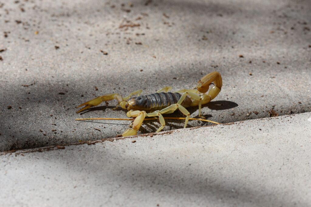 Scorpion Problems for Henderson Homeowners