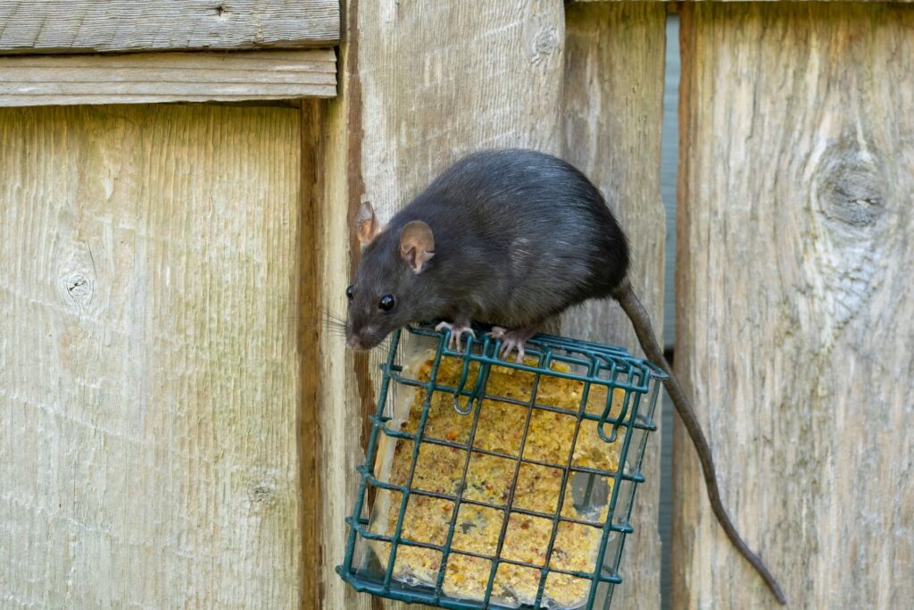 Who’s the Best Pest Control Company for Getting Rid of Rodents in Las Vegas, NV?