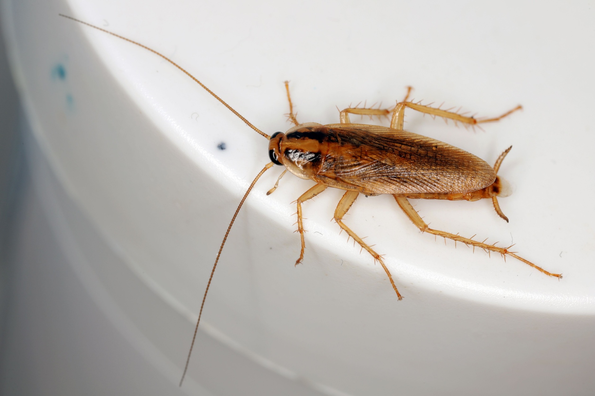 How to Spot Early Signs of a Cockroach Infestation in Your Henderson Home