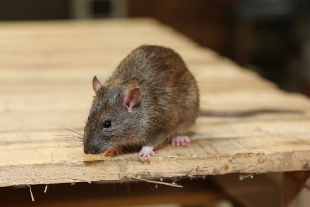 Are Rats a Common Problem in Las Vegas?