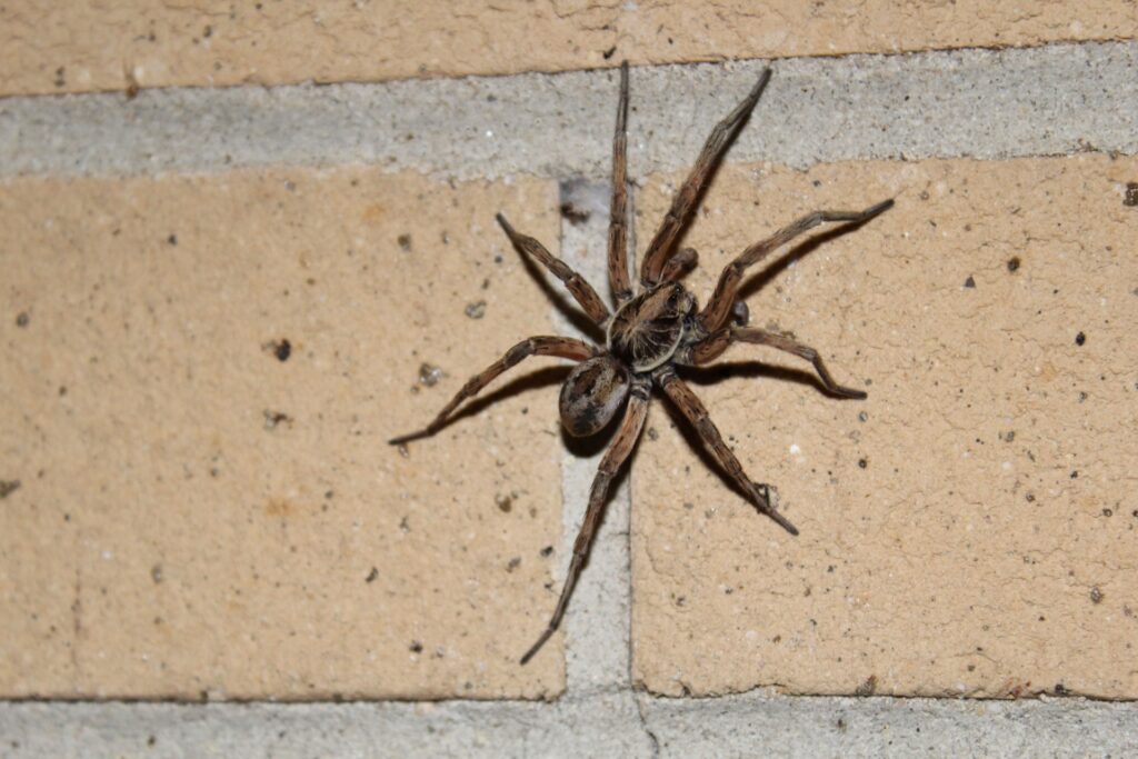 Professional Spider Control in Las Vegas: What to Expect