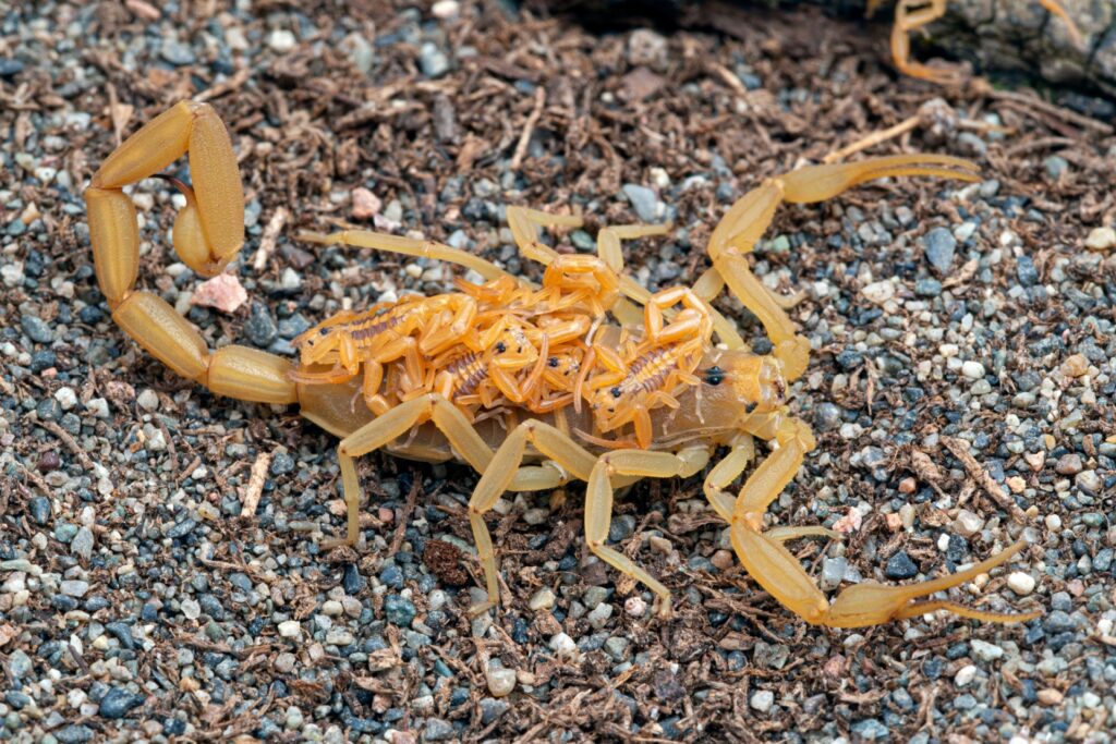 When Is Scorpion Season in Las Vegas?