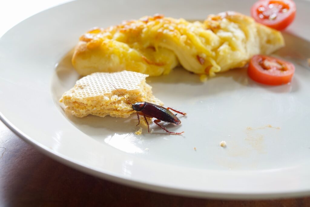 Cockroach Control for Henderson Businesses & Restaurants