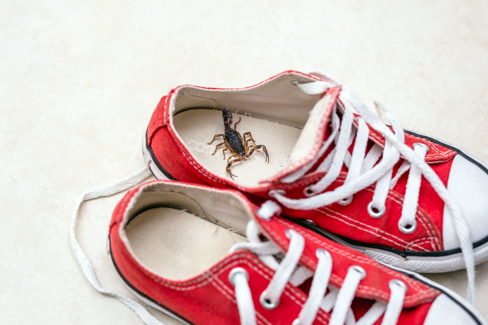 What to Do If You Find a Scorpion in Your Las Vegas Home