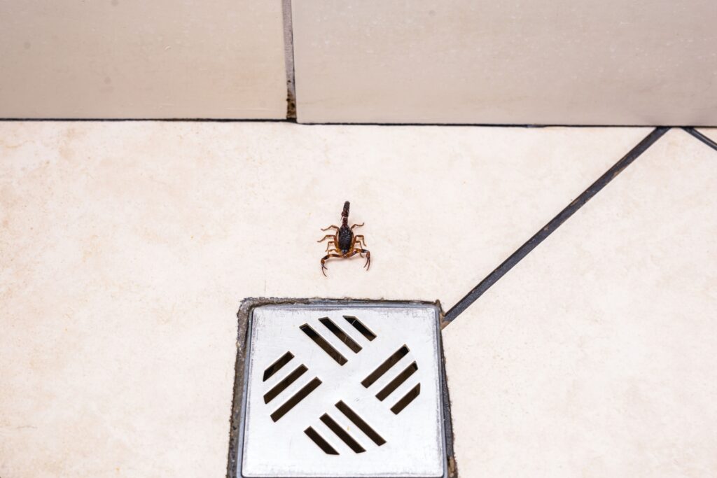 Who's the Top Scorpion Removal Service in Henderson?