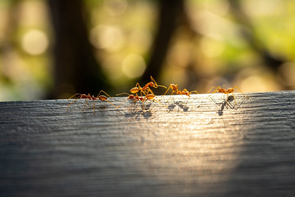 Why Ants Keep Coming Back in Henderson Homes