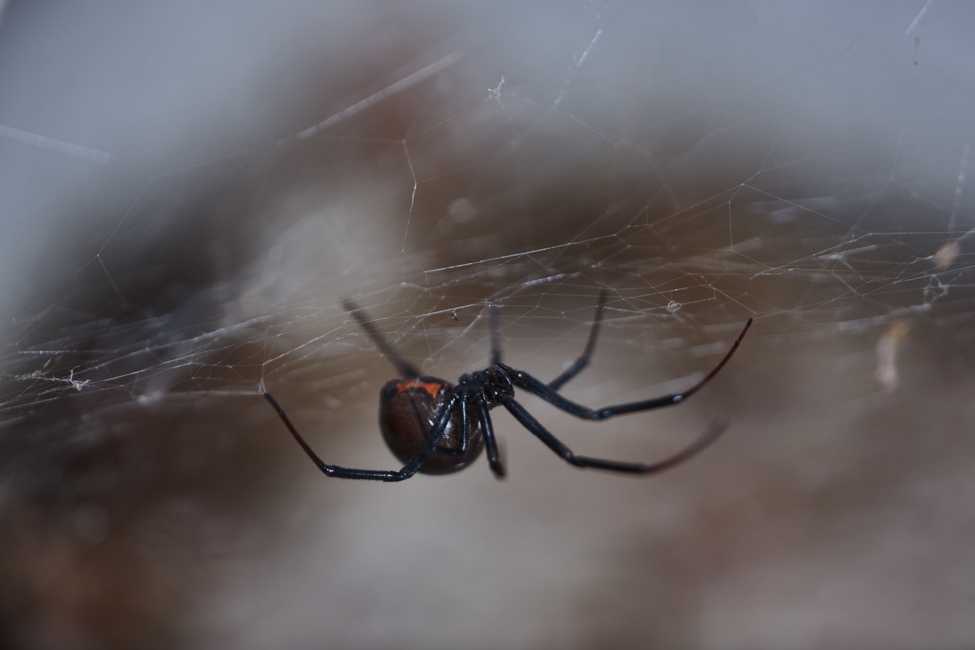 Spider Control Experts in Las Vegas, NV