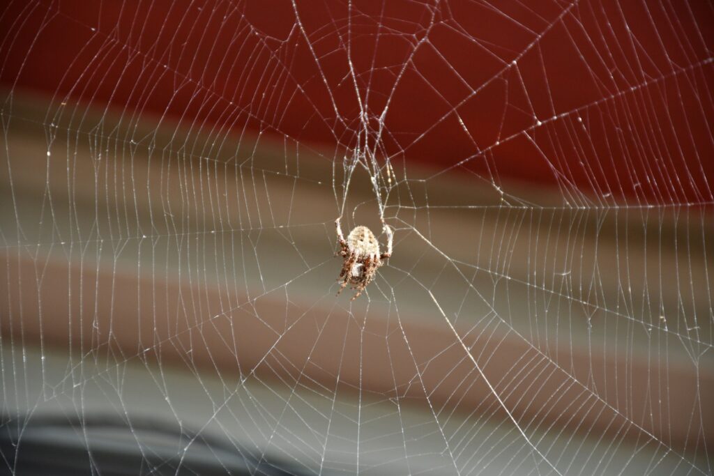 How Pest Control Eliminates Spiders in Las Vegas