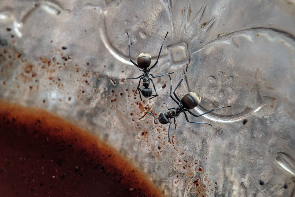 Best Ant Exterminators in Las Vegas, NV