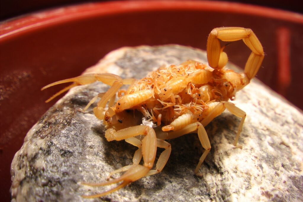 Who Offers Guaranteed Scorpion Control in Las Vegas?