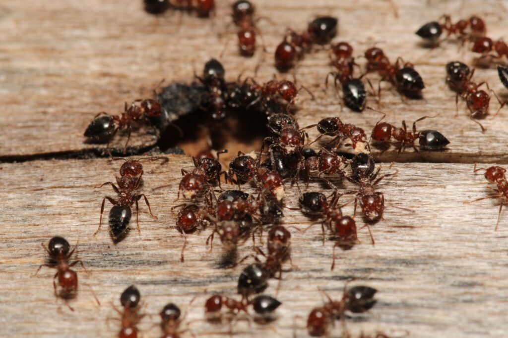 Guaranteed Ant Control in Henderson: Treatment Process