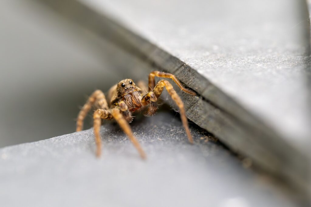 Desert Spiders in Las Vegas: What Species Live Here?
