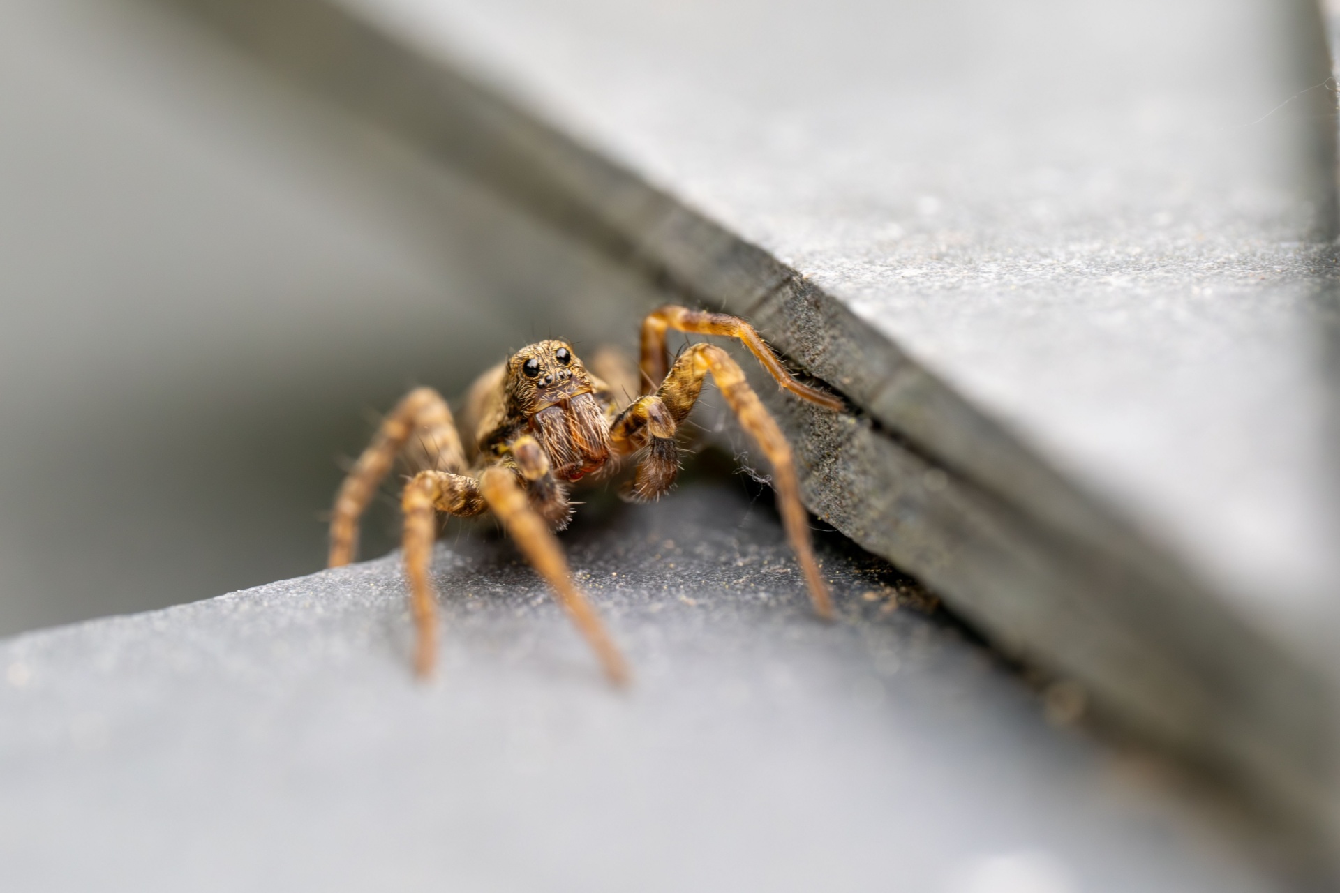 Desert Spiders in Las Vegas: What Species Live Here?