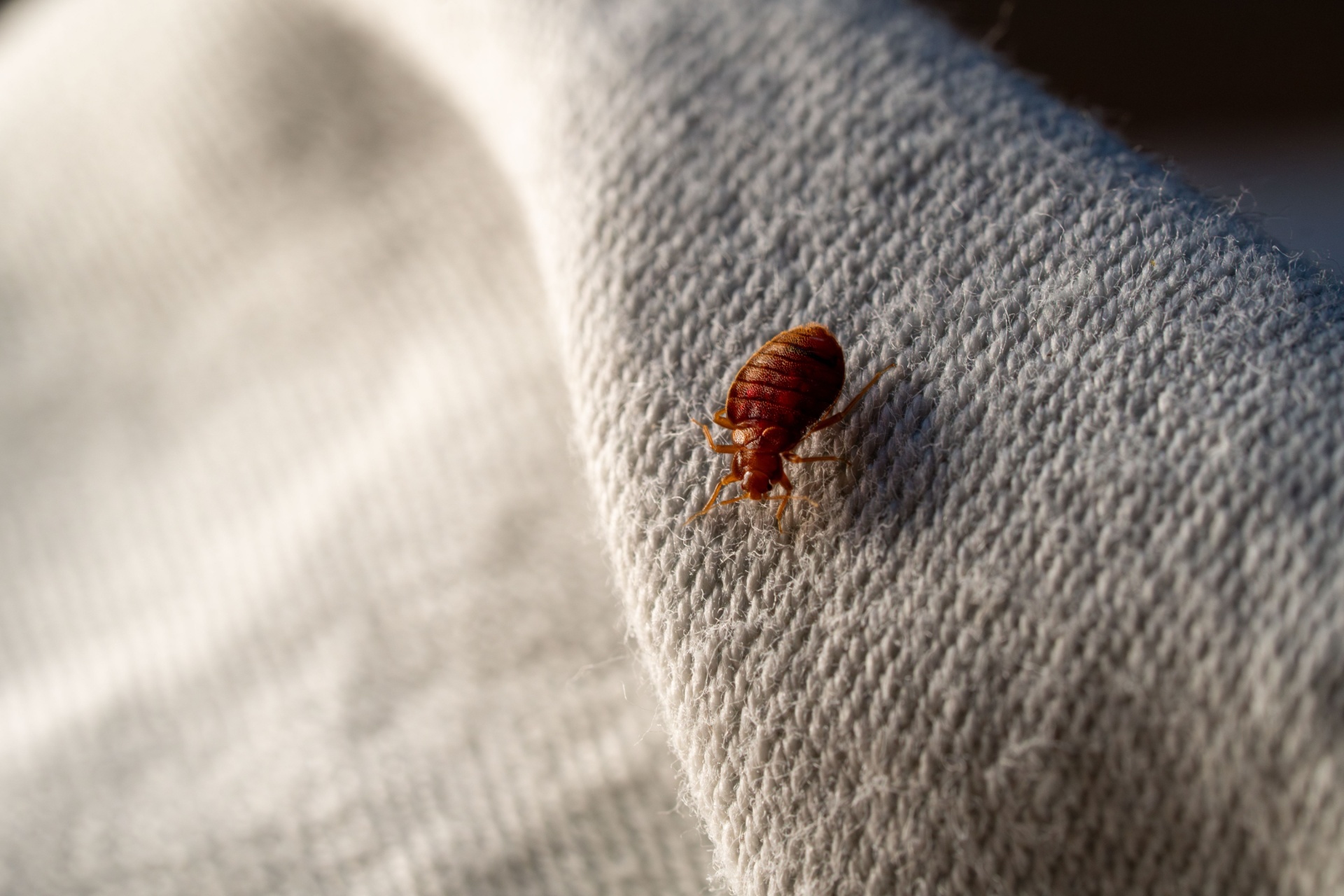 Bed Bugs in Las Vegas Apartments: What Tenants Should Know