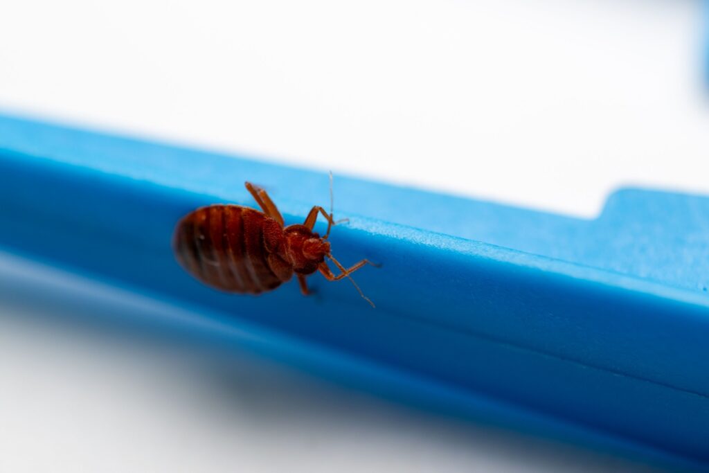 Can You Get Bed Bugs From Casinos in Las Vegas?