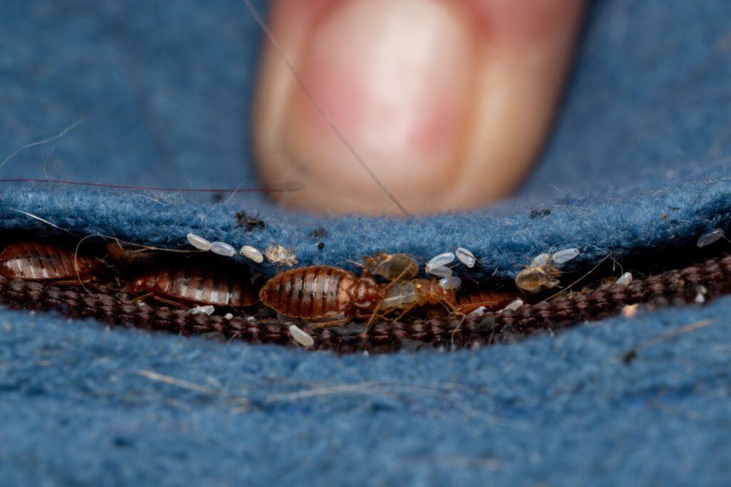 Who's the Best Bed Bug Treatment Company in Las Vegas, NV?