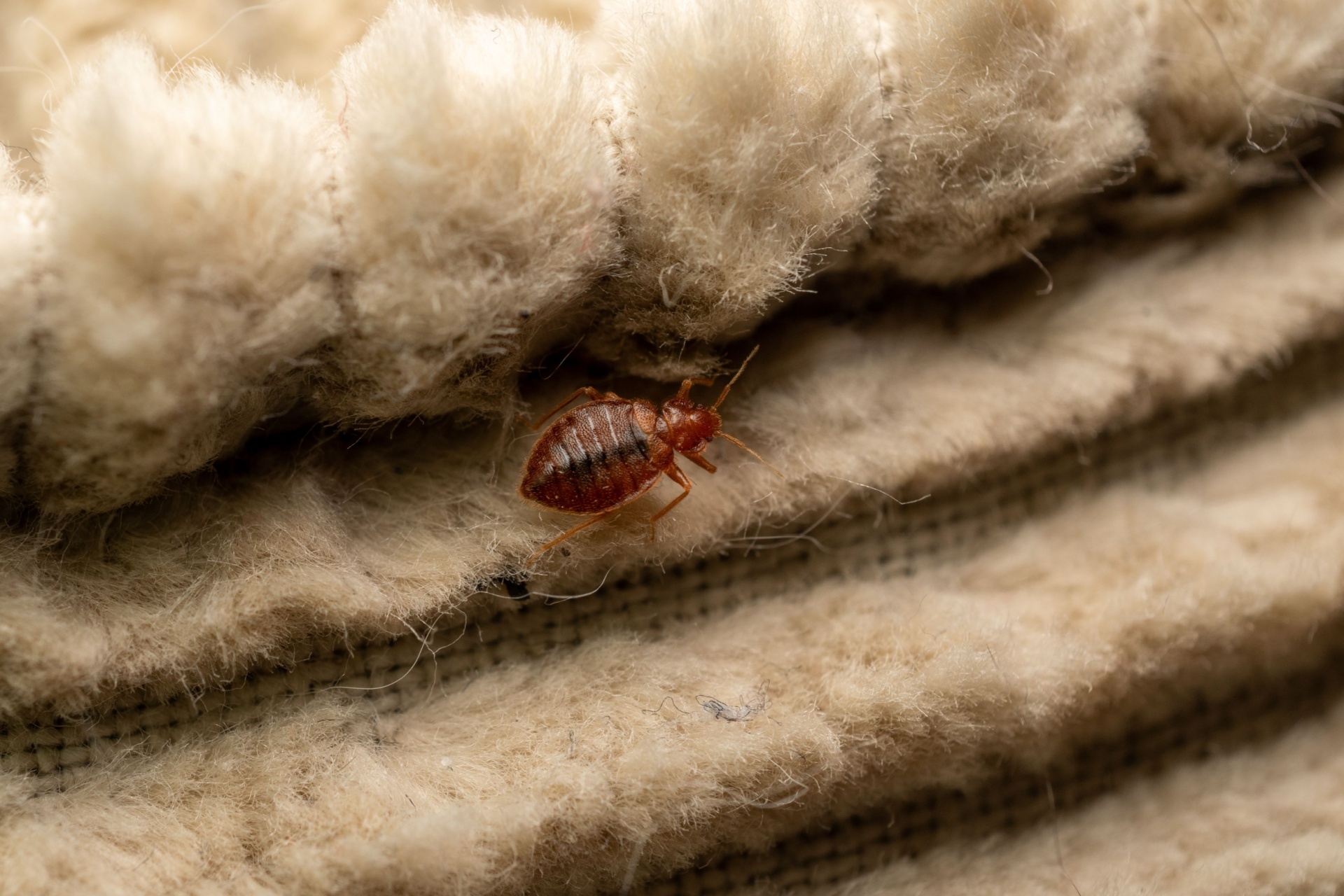 How Bed Bugs Spread in Las Vegas Hotels