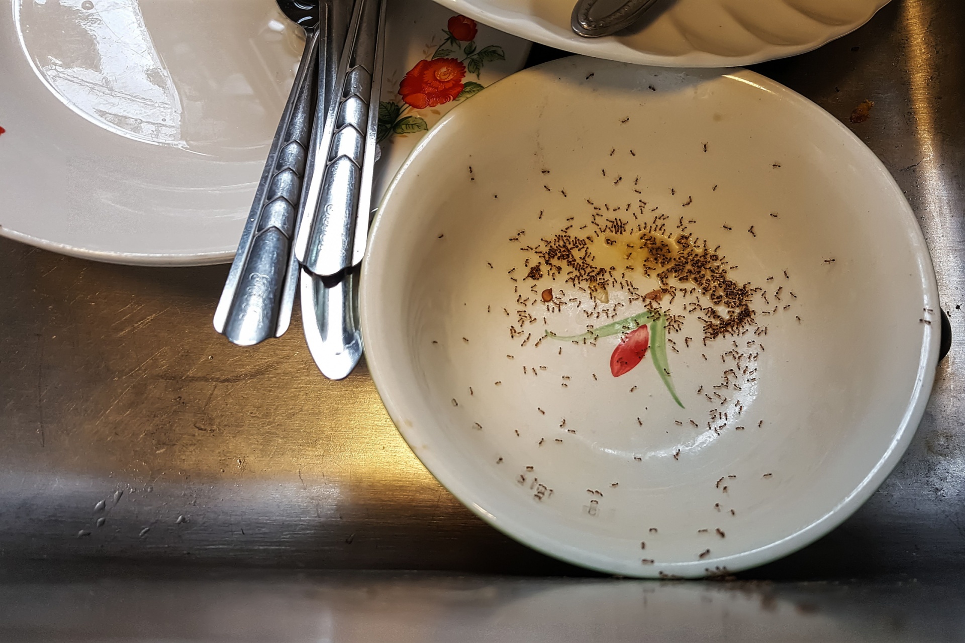 What to Do If You Have Ants in Your Las Vegas Kitchen