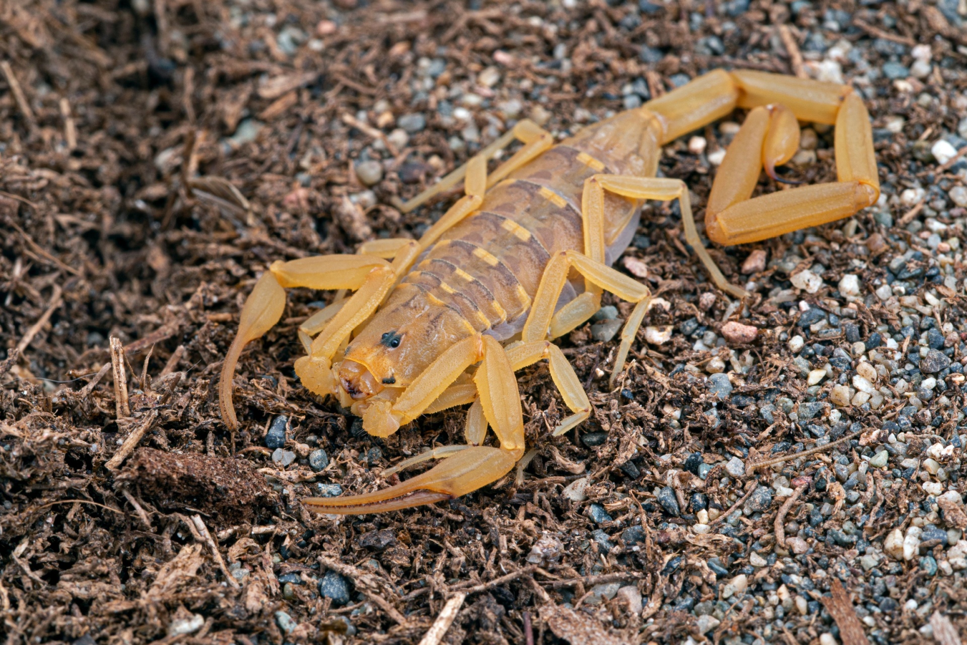How Dangerous Are Bark Scorpions in Henderson, NV?