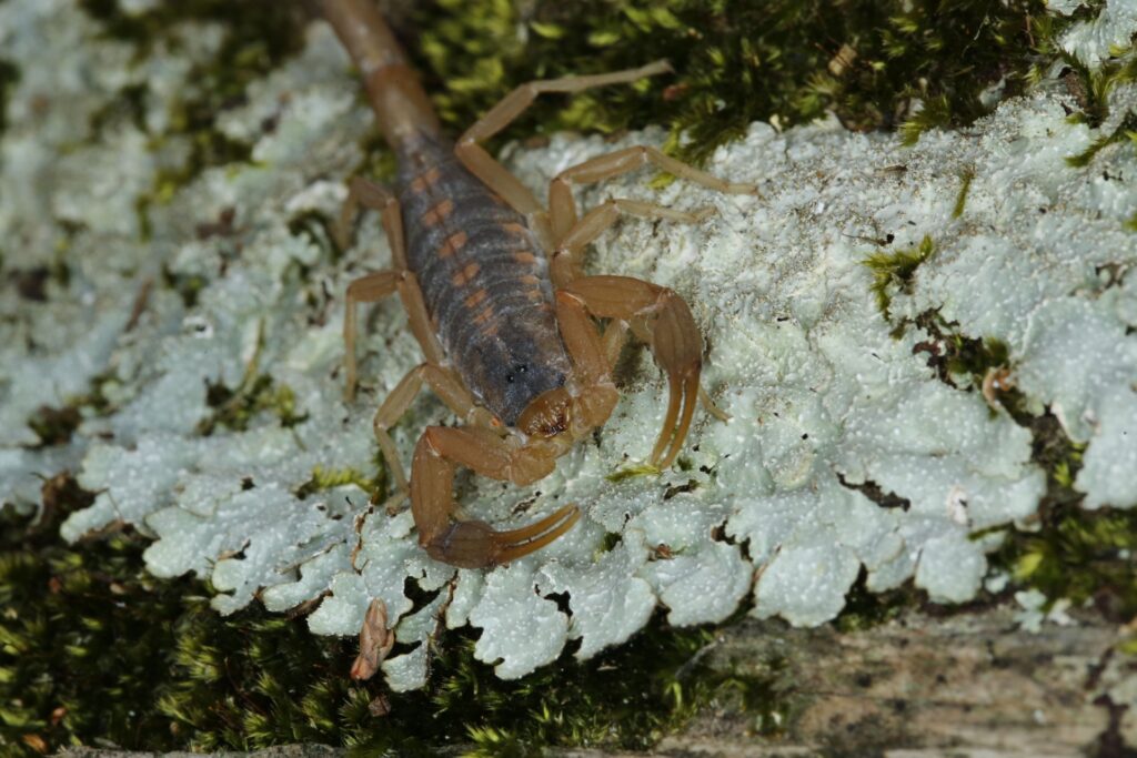 Who Provides Pet-Safe Scorpion Control in Henderson?