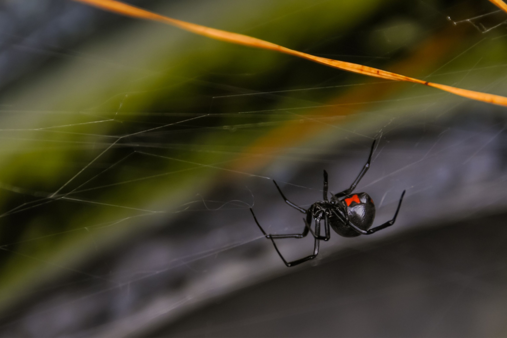 Black Widow Spiders in Las Vegas: Identification & Risks