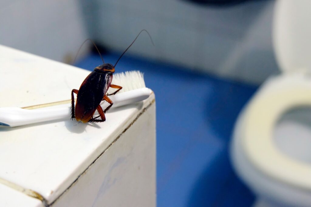 Signs You Need Professional Pest Control in Henderson