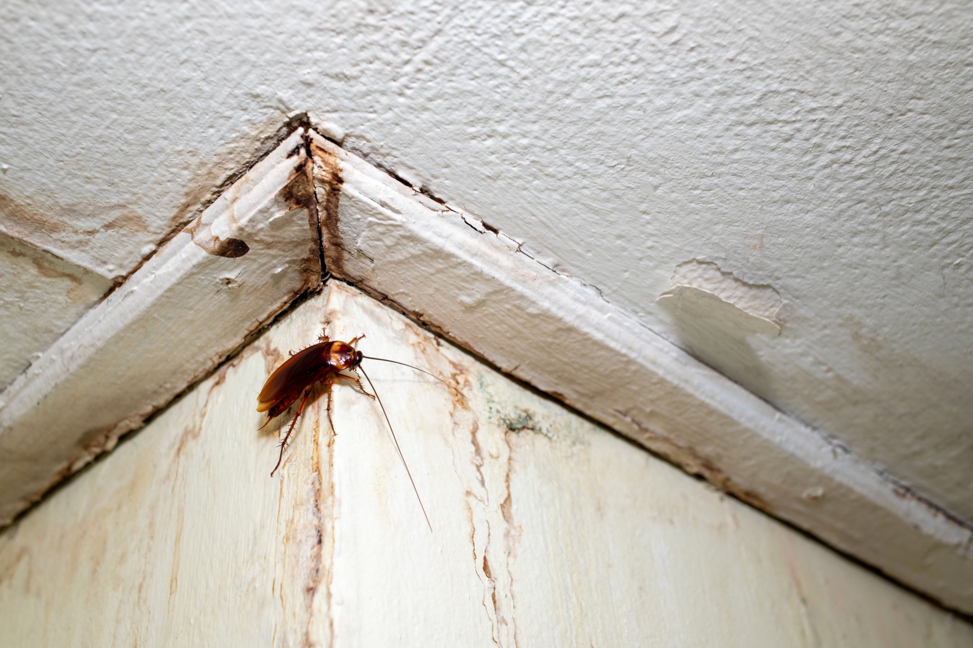 How Much Does Roach Treatment Cost in Las Vegas?