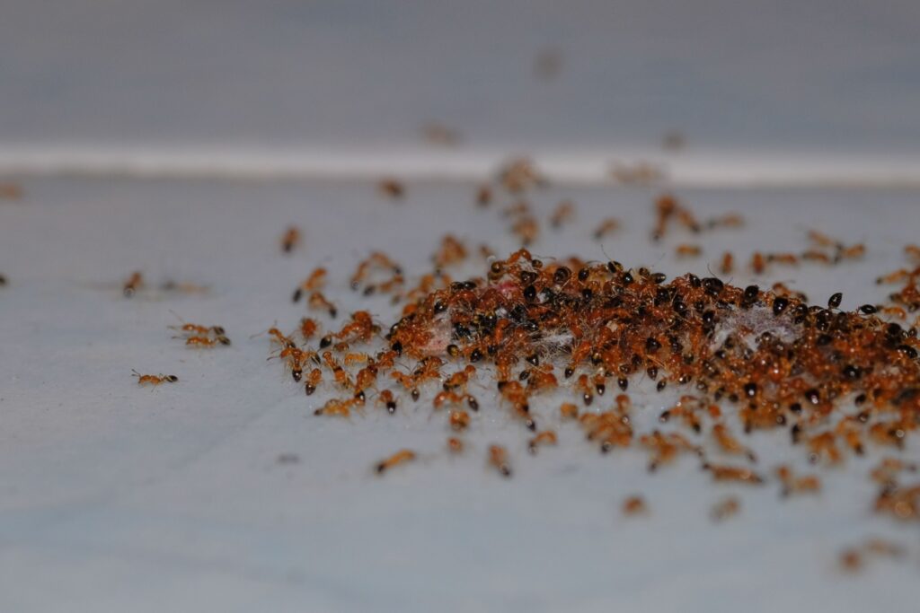 The Most Common Ant Species in Henderson (and How to Identify Them)