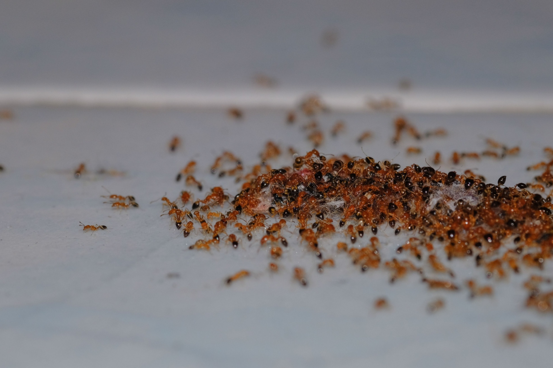 The Most Common Ant Species in Henderson (and How to Identify Them)