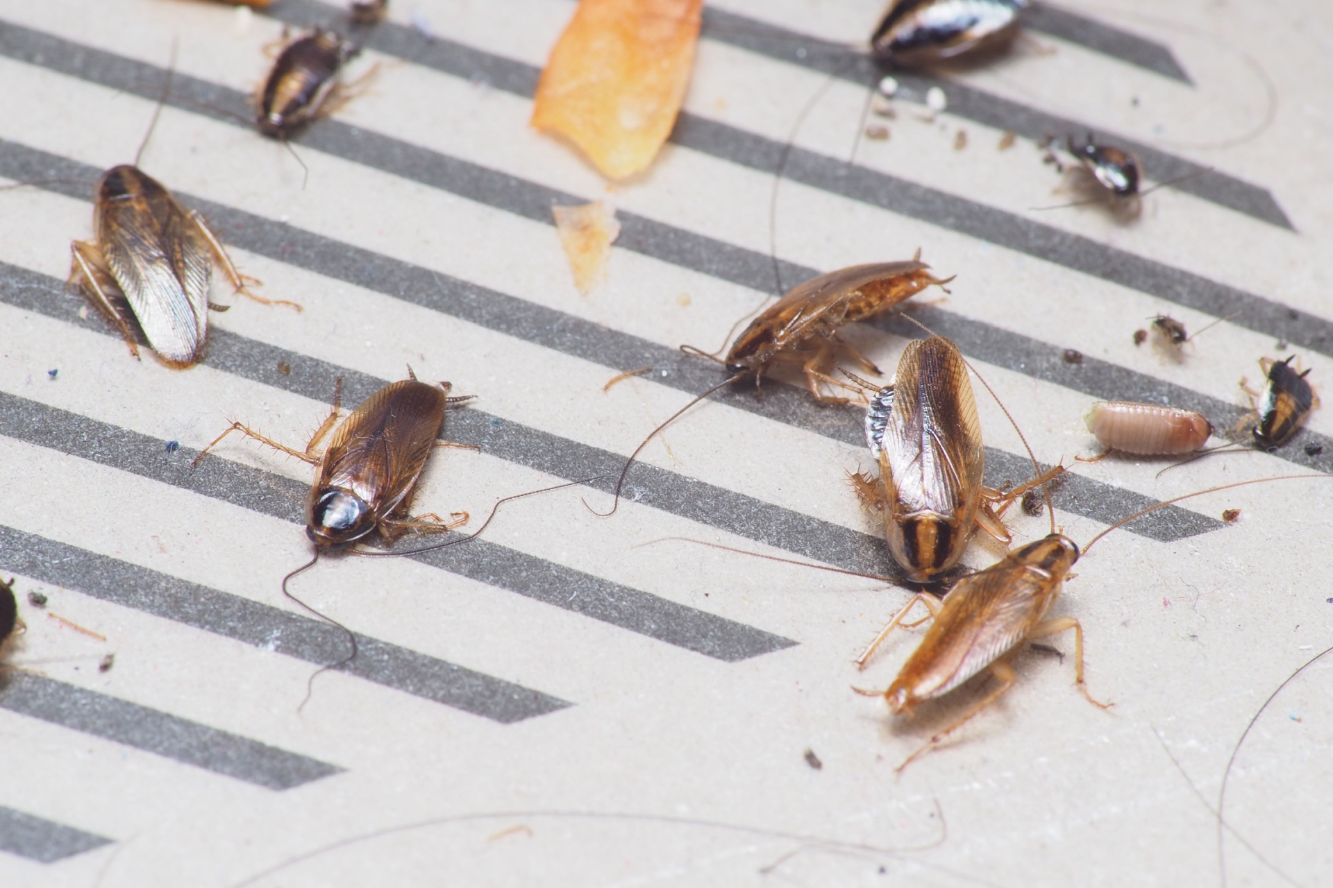 Signs You Have a Cockroach Infestation in Your Las Vegas Home
