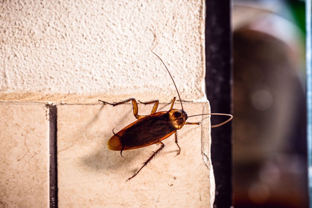 Are Cockroaches Common in Las Vegas Homes and Apartments?