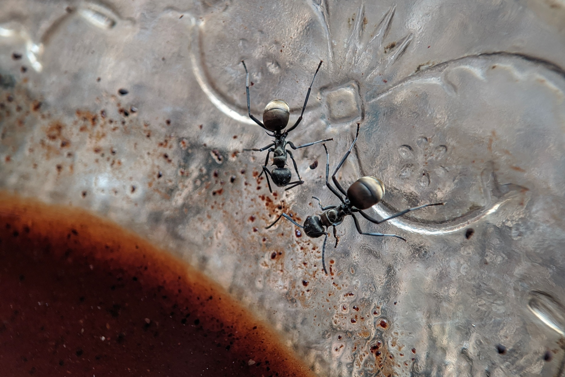 Why Ant Infestations Are So Common in Desert Climates Like Las Vegas
