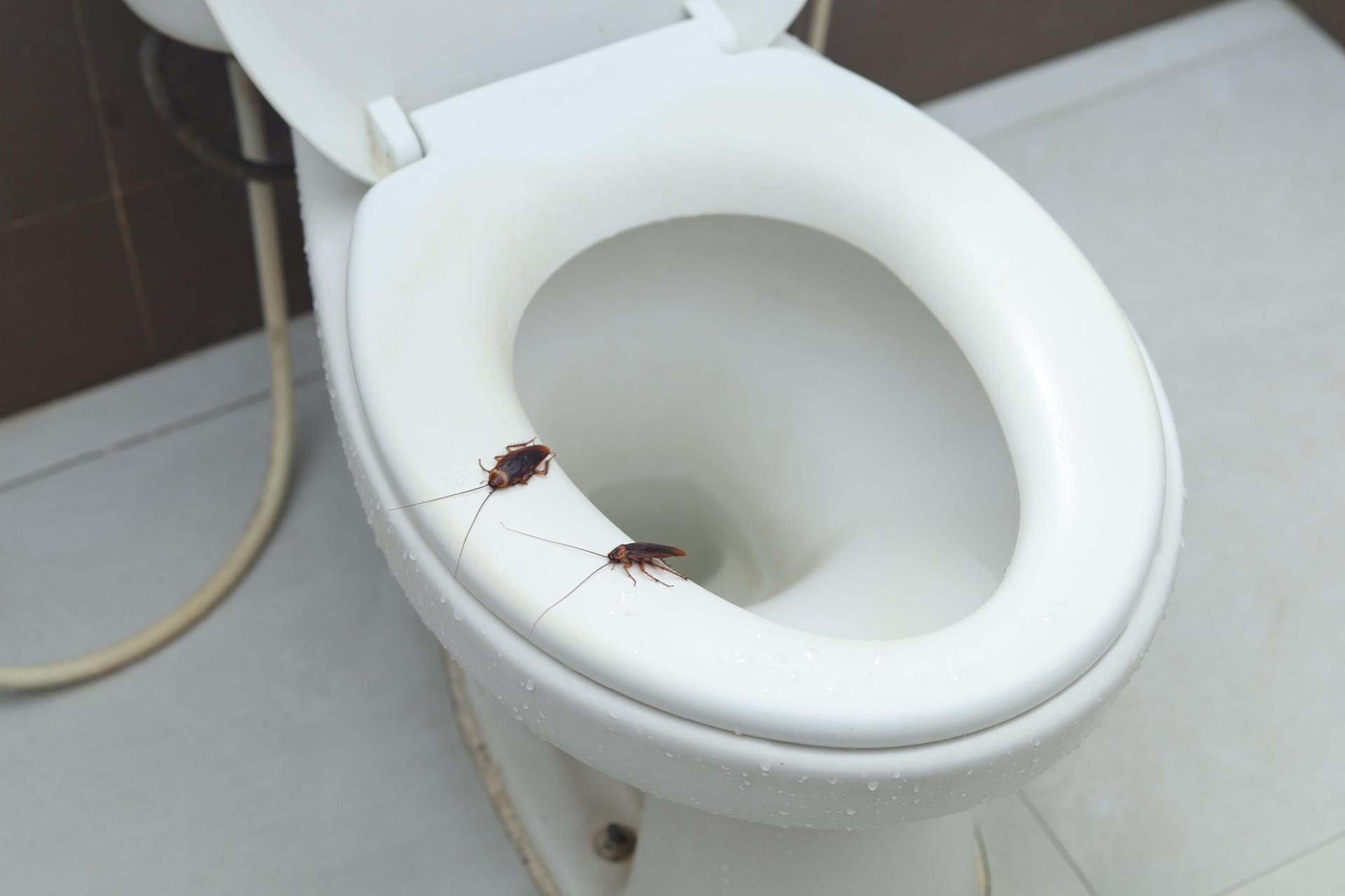 Why Am I Seeing Roaches in My Las Vegas Home at Night?