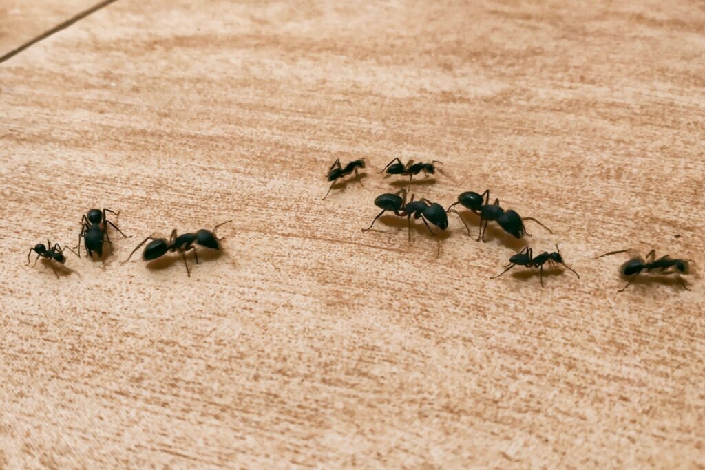 How to Get Rid of Ants in Your Las Vegas Home Fast