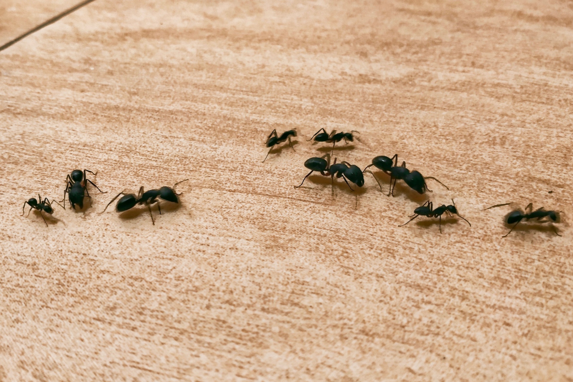 How to Get Rid of Ants in Your Las Vegas Home Fast