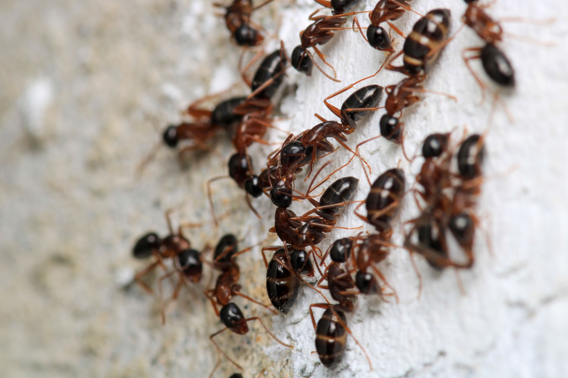 Do Ants Come Inside More During Extreme Heat in Las Vegas?