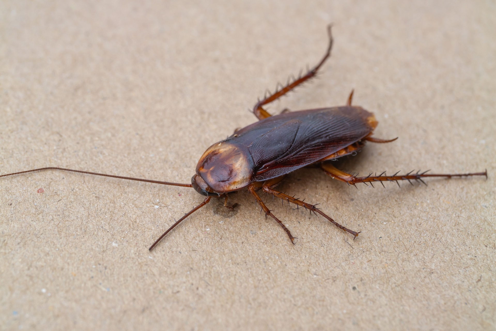 The Complete Guide to Cockroach Control in Las Vegas, NV