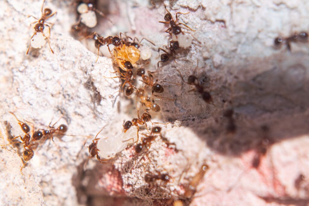 How Much Does Ant Control Cost in Las Vegas, NV?
