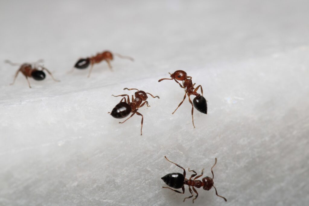 The Complete Guide to Ant Control in Las Vegas, NV