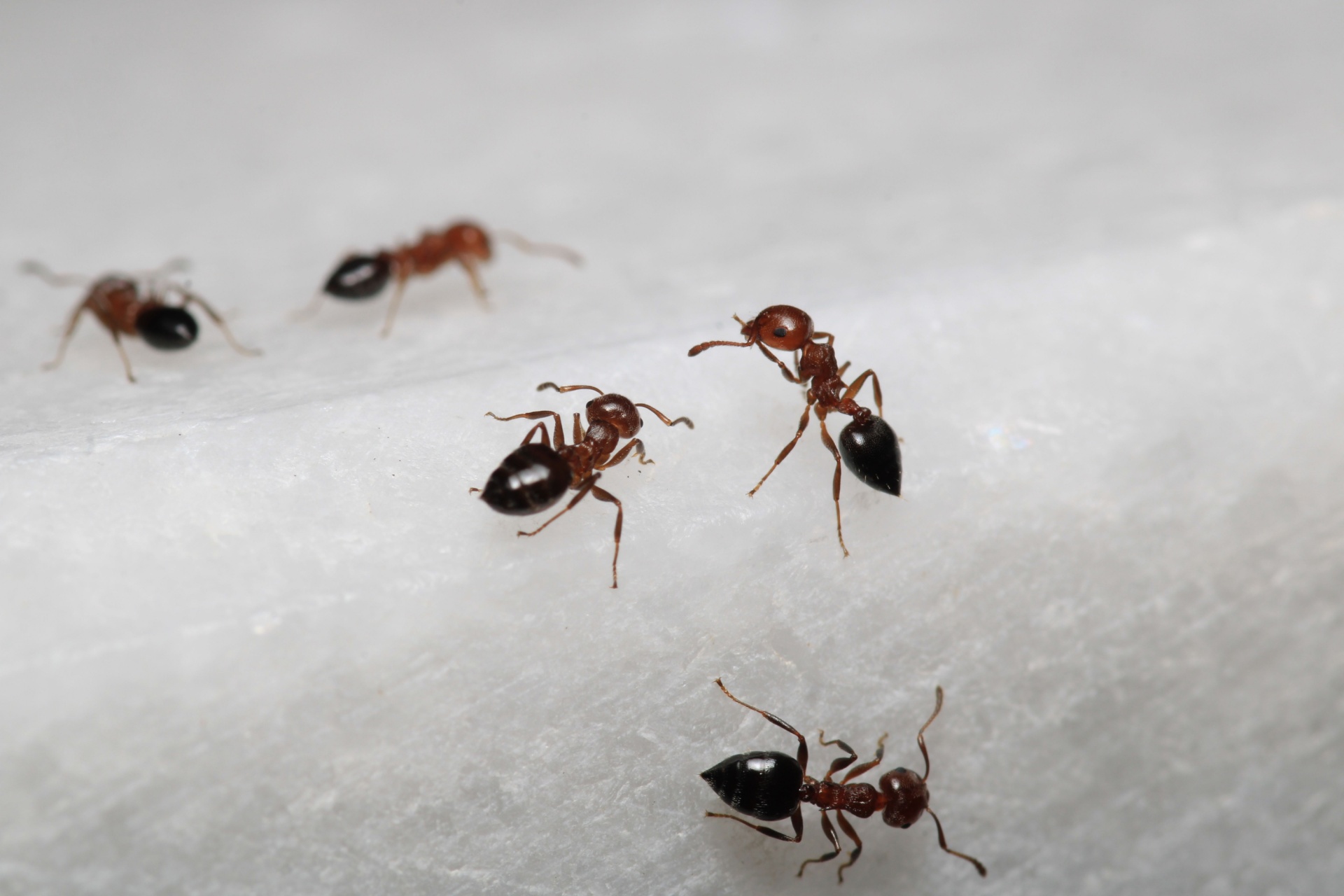 The Complete Guide to Ant Control in Las Vegas, NV