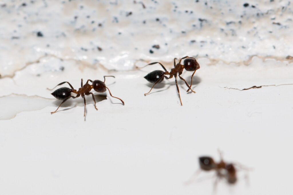 How Do Ants Get Into Homes in the Desert?