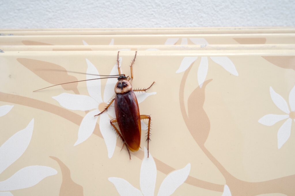 Why Cockroaches Thrive in Las Vegas Homes Despite the Dry Climate