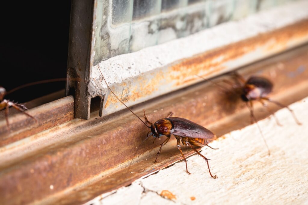 Best Cockroach Exterminator in Henderson: What to Look For