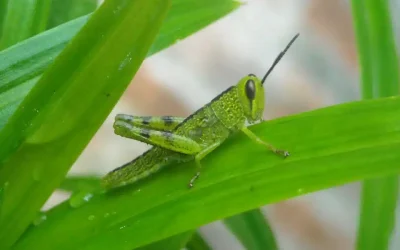 Grasshoppers Pest Identification