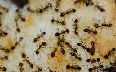 Who’s the Best Pest Control Company for Getting Rid of Ants in Las Vegas, NV?